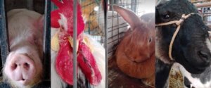 Lee más sobre el artículo Habrá mayor cantidad de aves, conejos, ovejas, cabras, cerdos y caballos en la Expo 2022