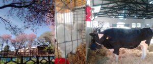 Lee más sobre el artículo Ya se siente la 115° ExpoRural