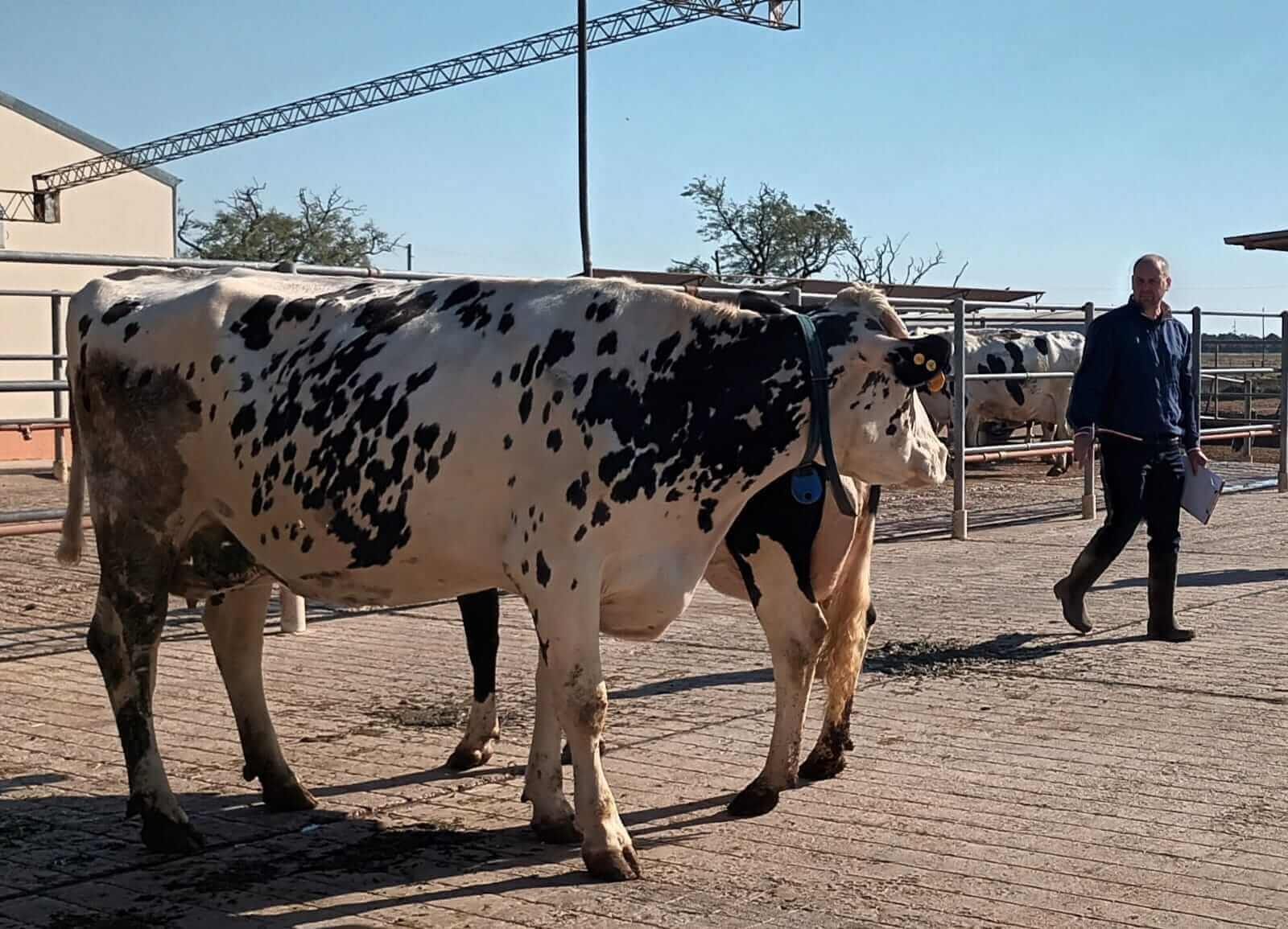 En este momento estás viendo Ya está en marcha el 6° Concurso de Vacas a Campo
