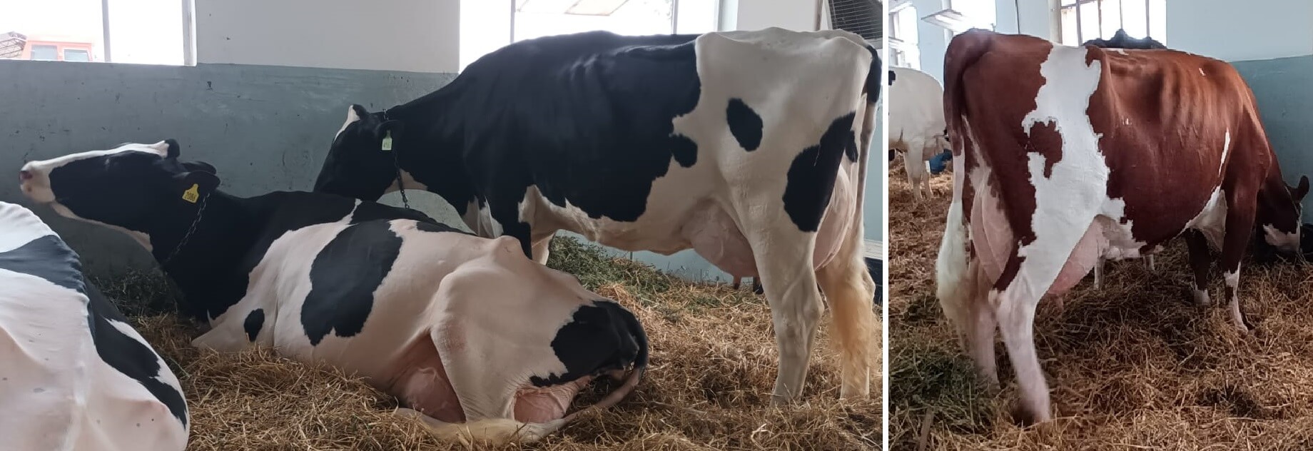 En este momento estás viendo La ExpoRural comienza a completar sus corrales