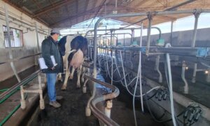 Lee más sobre el artículo Comenzó el recorrido de tambos en el 8° Concurso de Vacas a Campo