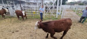 Lee más sobre el artículo La ganadería de carne sigue creciendo en la 118° ExpoRural de Rafaela