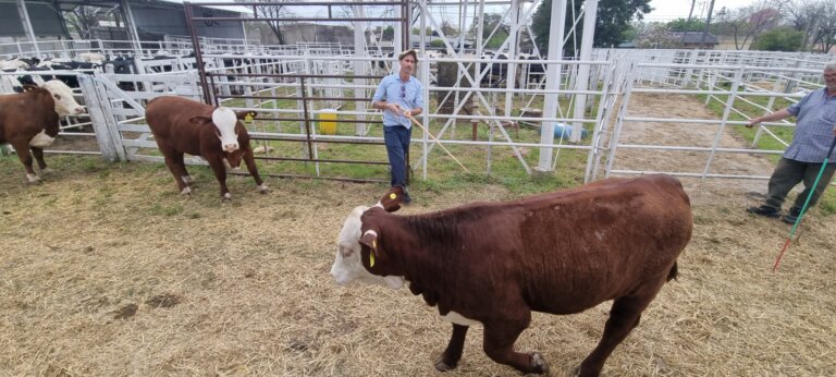 Lee más sobre el artículo La ganadería de carne sigue creciendo en la 118° ExpoRural de Rafaela