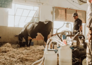 Lee más sobre el artículo Punto a punto, se puso interesante la competencia por el 104° Concurso de Vacas Lecheras