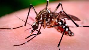 Lee más sobre el artículo DENGUE en Rafaela: una problemática a la que debemos prestar mayor atención