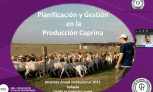 Lee más sobre el artículo Gestión y planificación en la producción caprina