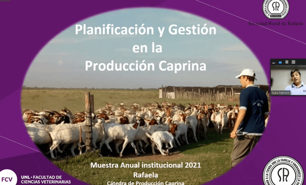 En este momento estás viendo Gestión y planificación en la producción caprina