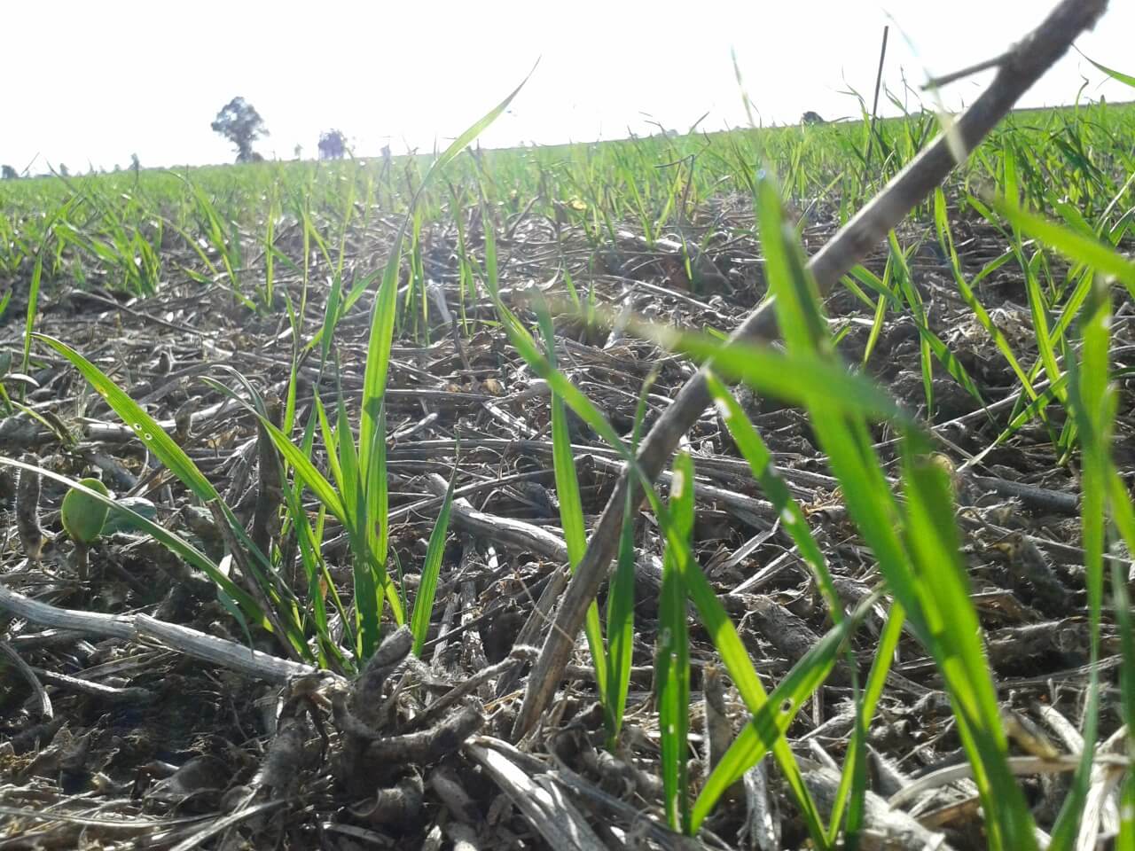 En este momento estás viendo Sequía: 20% menos de trigo en el Departamento Castellanos