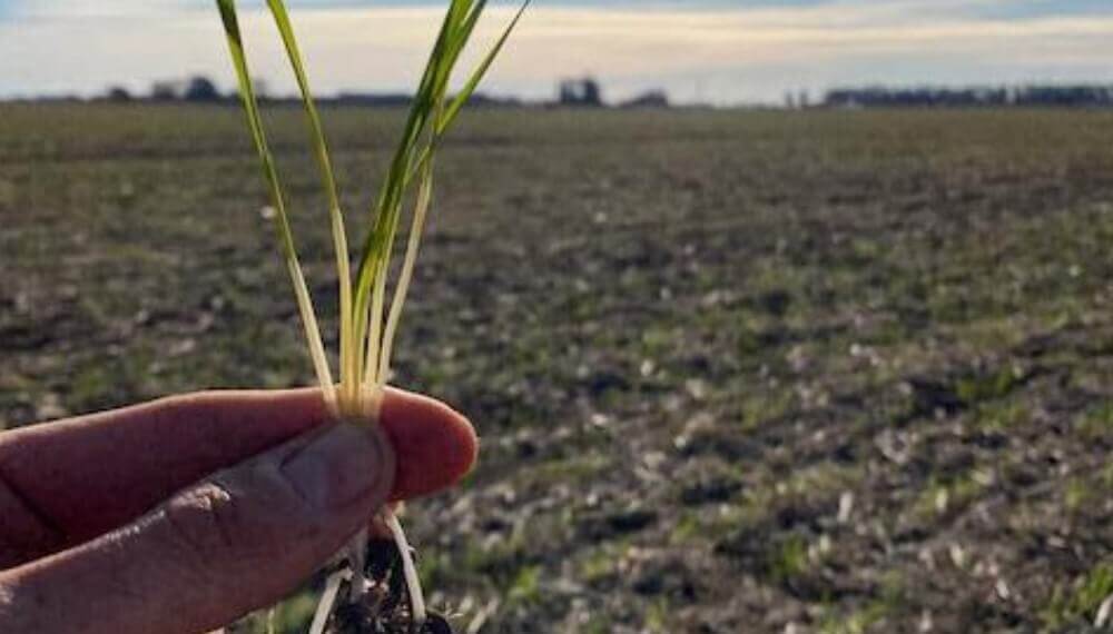 En este momento estás viendo El trigo tendría hasta 40 por ciento menos superficie en el Dpto. Castellanos