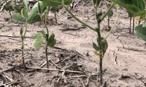 Lee más sobre el artículo La producción agropecuaria empieza el año con muchas complicaciones