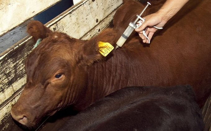 En este momento estás viendo Vacunaron más de 480 mil animales contra la aftosa en el Departamento Castellanos