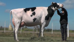 Lee más sobre el artículo La mejor vaca de la pista de Rafaela resultó otra vez campeona de la Copa Sudamericana de Holstein