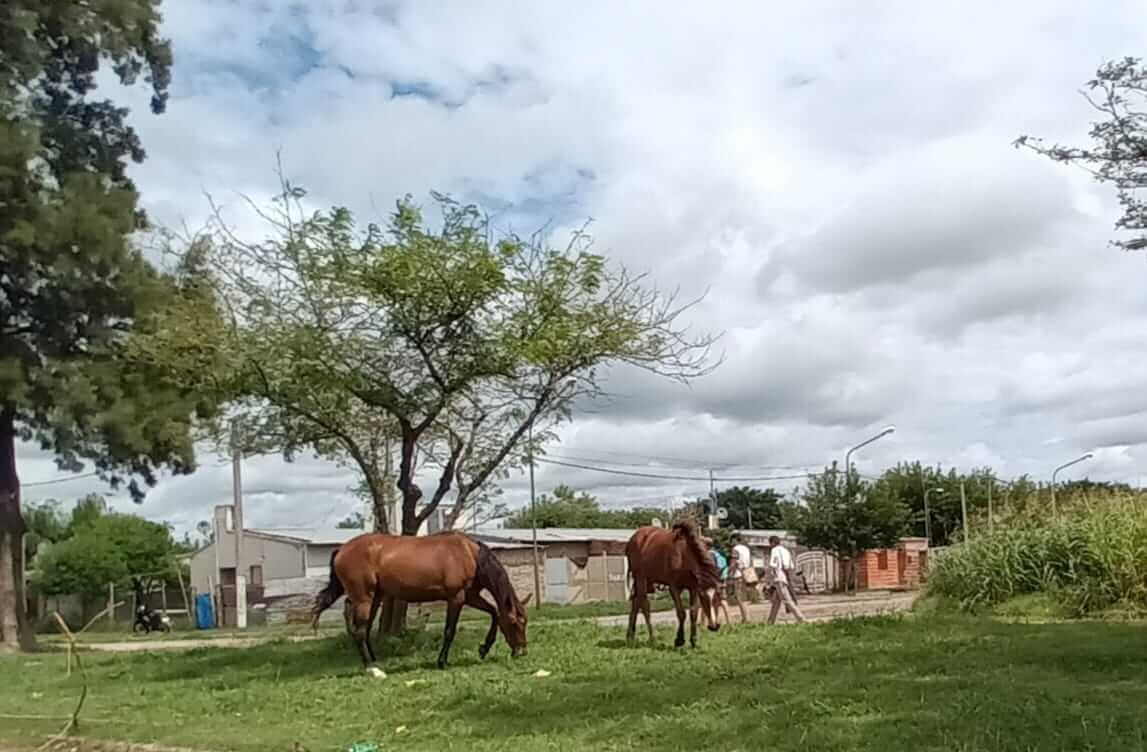 En este momento estás viendo La problemática de caballos sueltos sigue siendo una realidad en Rafaela