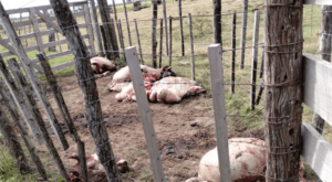 Lee más sobre el artículo A la espera de medidas provinciales, se suspendió la reunión regional por inseguridad rural