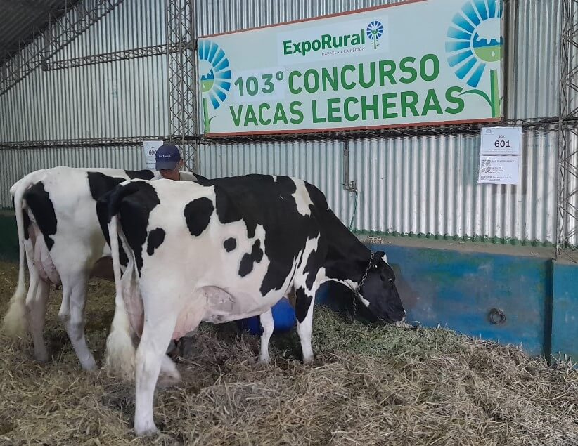 En este momento estás viendo Arrancó el 103° Concurso de Vacas Lecheras