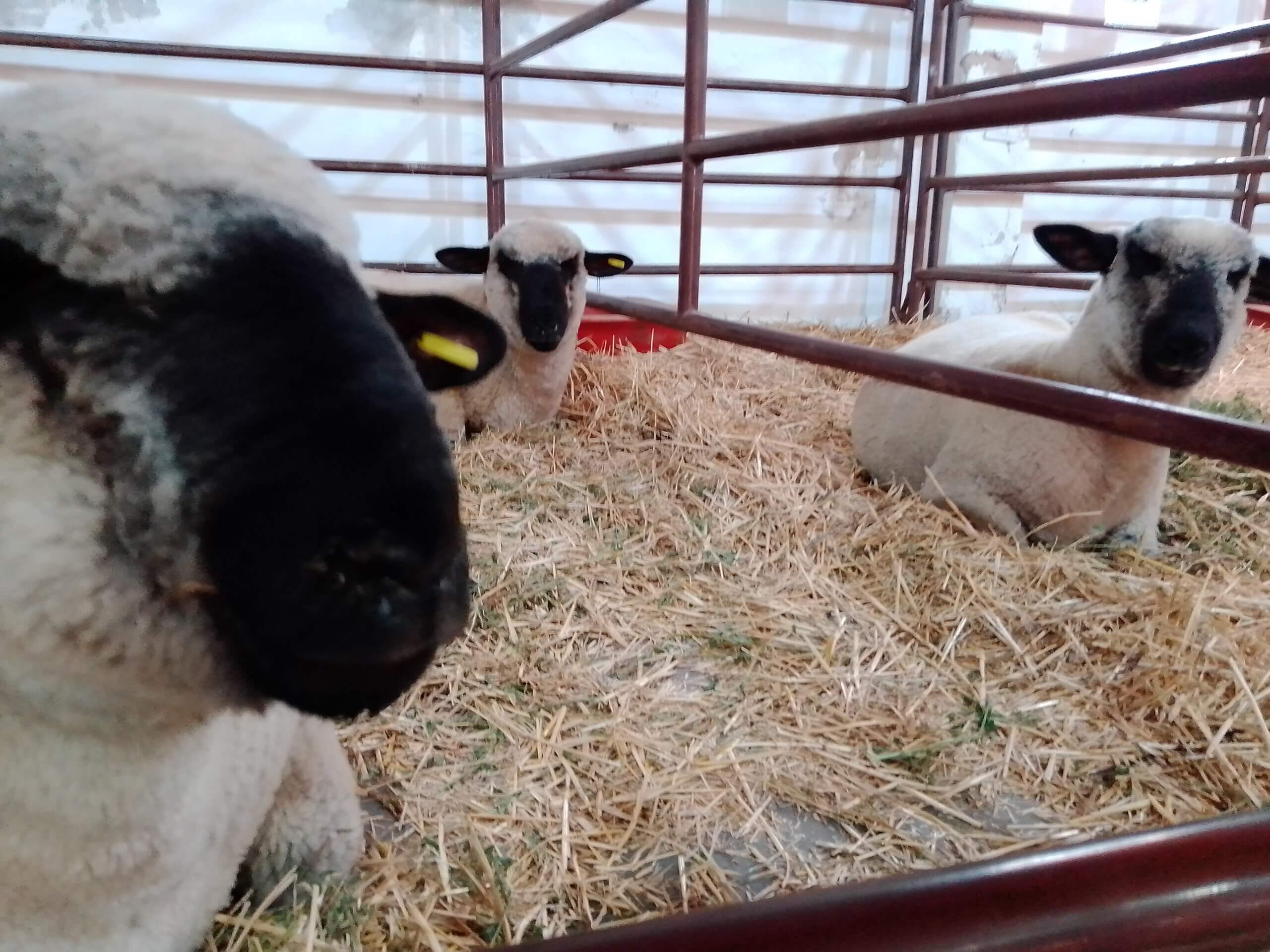 En este momento estás viendo La producción ovina se presentará como una alternativa para campos mixtos