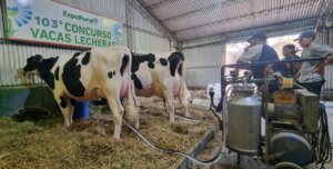 Lee más sobre el artículo Starfish toma la delantera en el Concurso de Vacas Lecheras