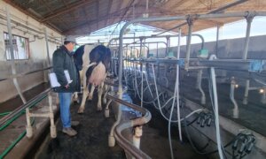 Lee más sobre el artículo Comenzó el recorrido de tambos en el 8° Concurso de Vacas a Campo