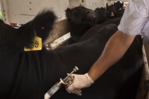 Lee más sobre el artículo El 13 de octubre arranca la 51° campaña de vacunación antiaftosa