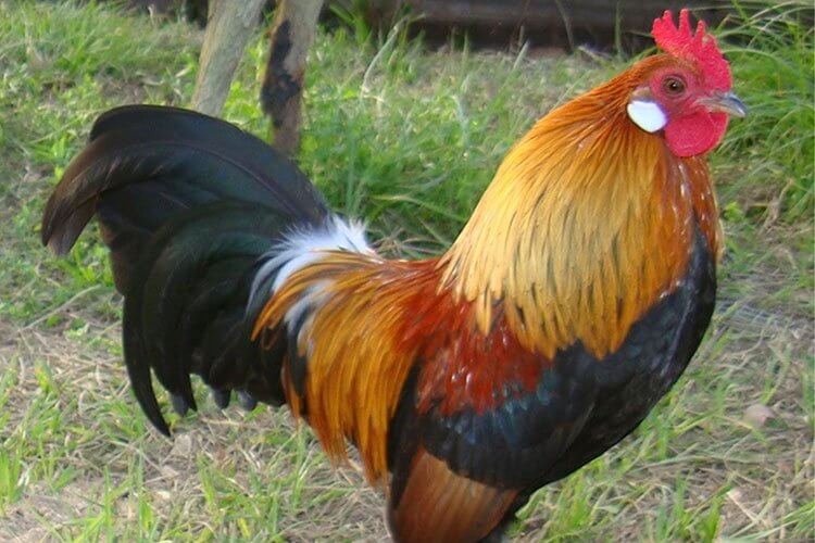 En este momento estás viendo Animales de granja celebrarán su juzgamiento centenario en la ExpoRural de Rafaela