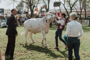 Lee más sobre el artículo San Santiago se queda con el Gran Campeón Macho en Rafaela