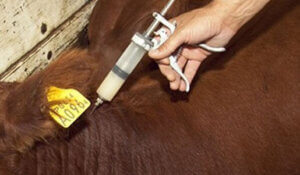 Lee más sobre el artículo Calendario 2026 – Campaña de Vacunación contra la Fiebre Aftosa