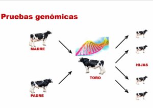 Lee más sobre el artículo Claves de la genómica y criterios de selección, aplicados a los sistemas tamberos