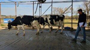 Lee más sobre el artículo Con la 9° Competencia de Vacas a Campo comenzó la agenda de la 119° ExpoRural