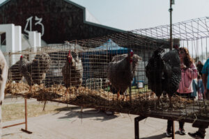 Lee más sobre el artículo El sector de Granja, estará colmado de ejemplares y actividades en su 101° juzgamiento