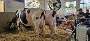 Lee más sobre el artículo Cuatro vacas de tres cabañas muestran todo el potencial de la lechería en el 105° Concurso de Vacas Lecheras