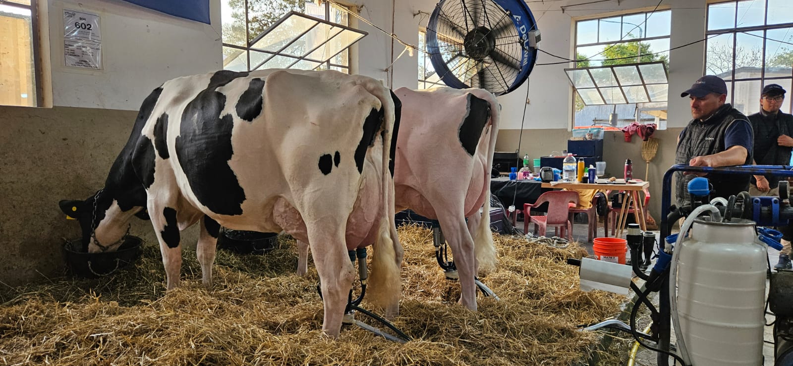 En este momento estás viendo Cuatro vacas de tres cabañas muestran todo el potencial de la lechería en el 105° Concurso de Vacas Lecheras