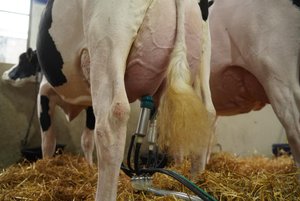 Lee más sobre el artículo Maite se consagró en el 105° Concurso de Vacas Lecheras rozando los récords históricos