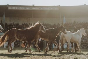 Lee más sobre el artículo Desde marzo de 2027 será obligatoria la identificación con microchips de los caballos